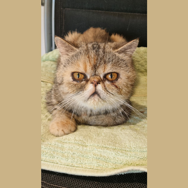 Photo of Sadira