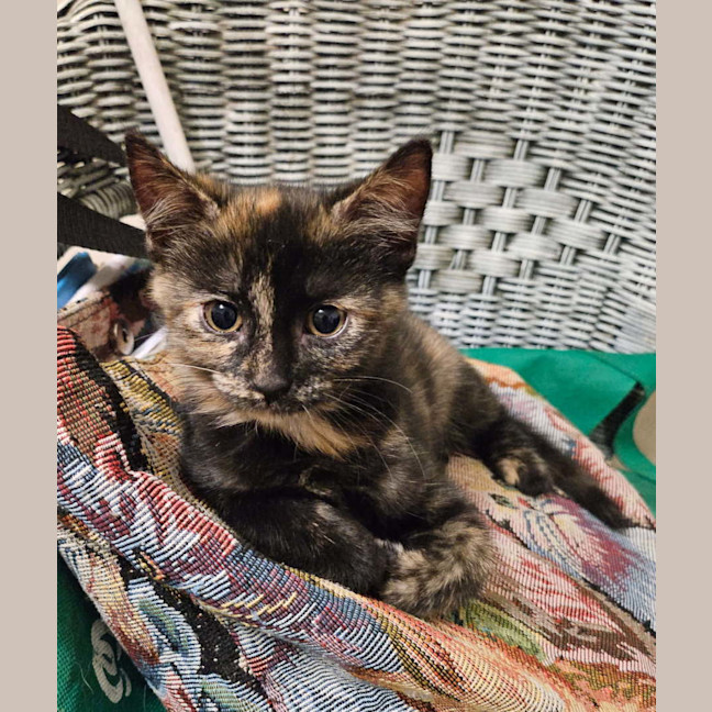Photo of Pumpkin (Torti)