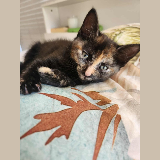 Photo of Cookie