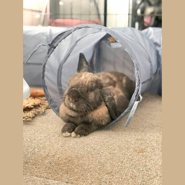 Photo of Emmett