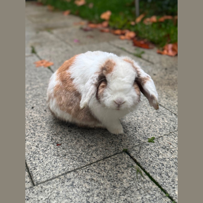 Photo of Prince Harry