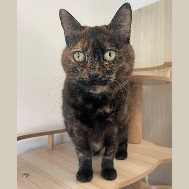 Photo of C1614 Fusbitz (Miss Puss)