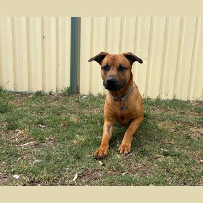 Photo of Biggie Paws