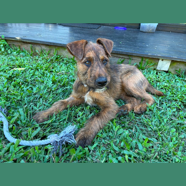 Photo of D1136 Jasper