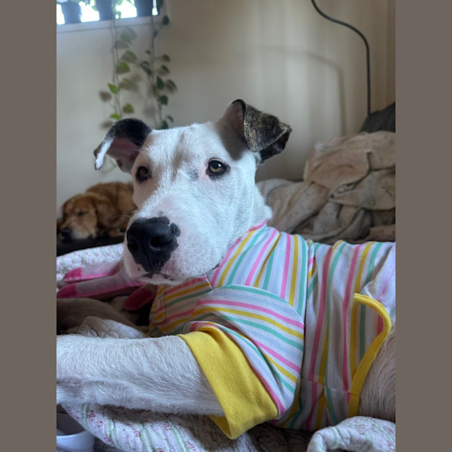 Photo of Scruffy   7 Month Old Wolfhound X