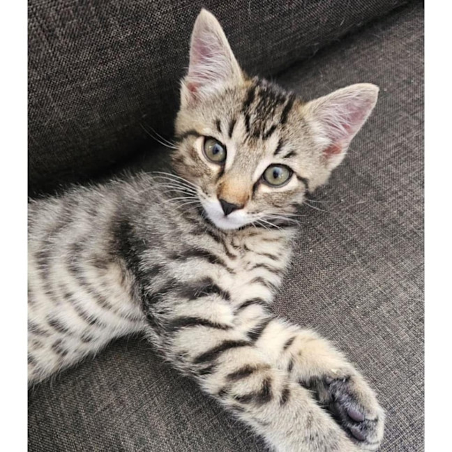 Photo of 11334   Addie