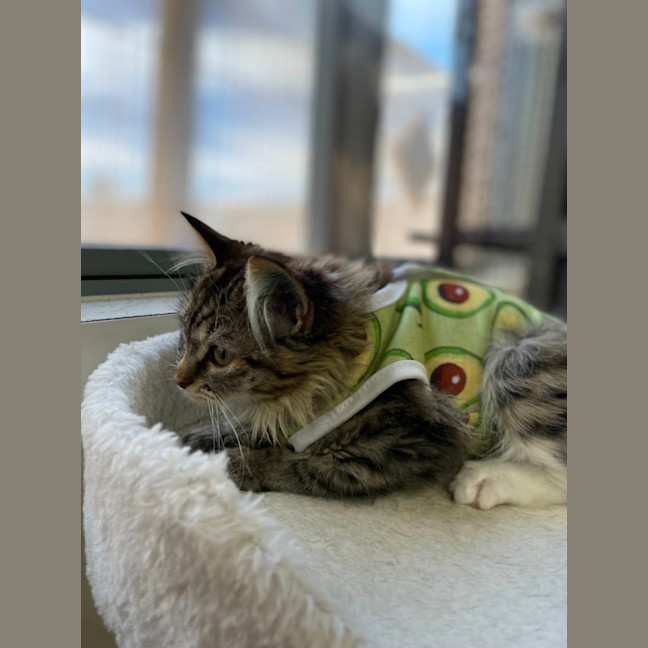 Photo of 🐦 Chirper 5882 🐦