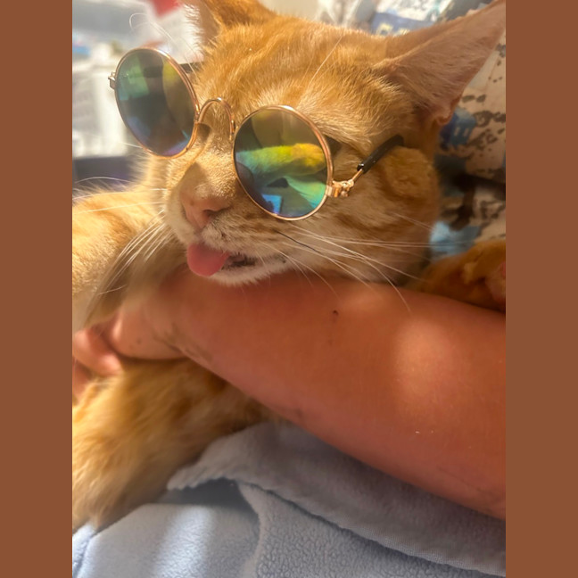 Photo of Marmalade