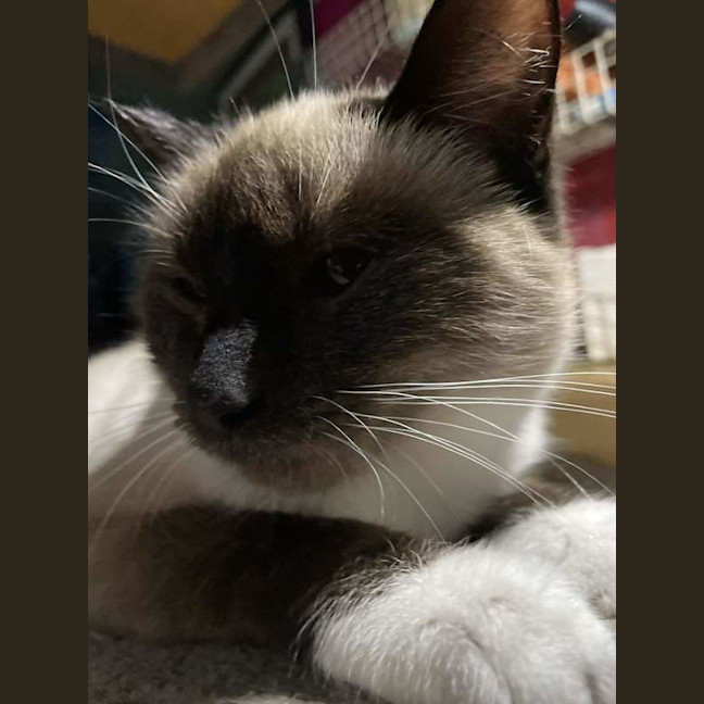 Photo of Lucky