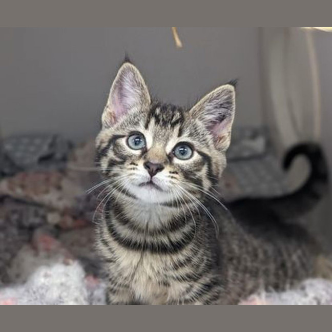 Photo of Sugar Pie