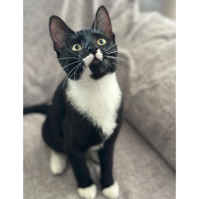 Photo of 12155   Skipper