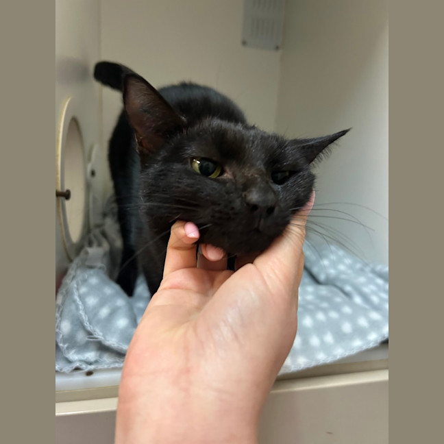 Photo of Snuggles