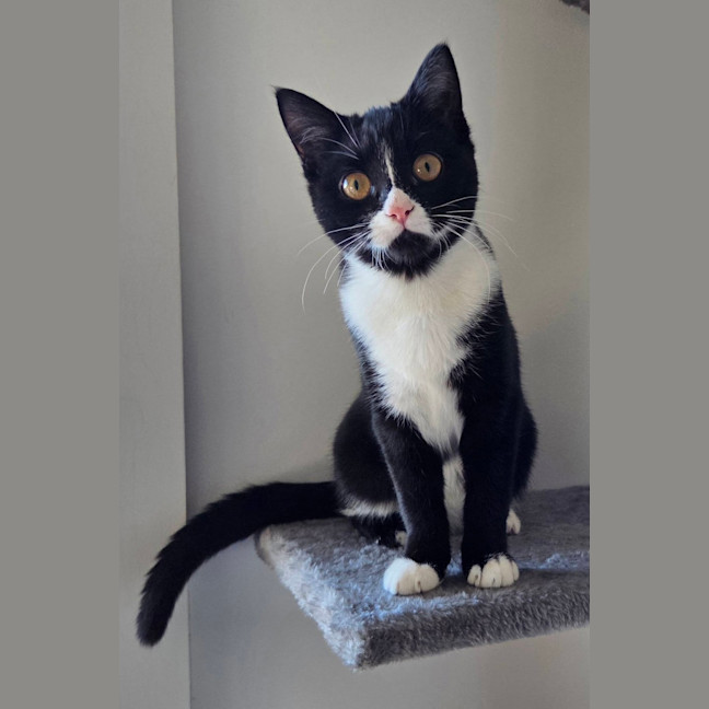 Photo of Reggie (Was Bella)