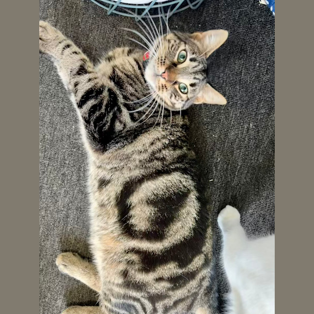 Photo of Charlie