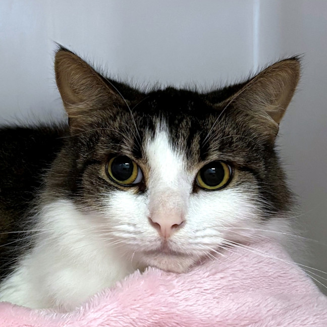 Photo of Milo Sua013801