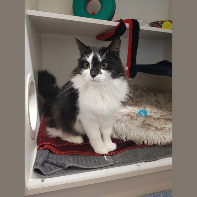 Photo of Callie