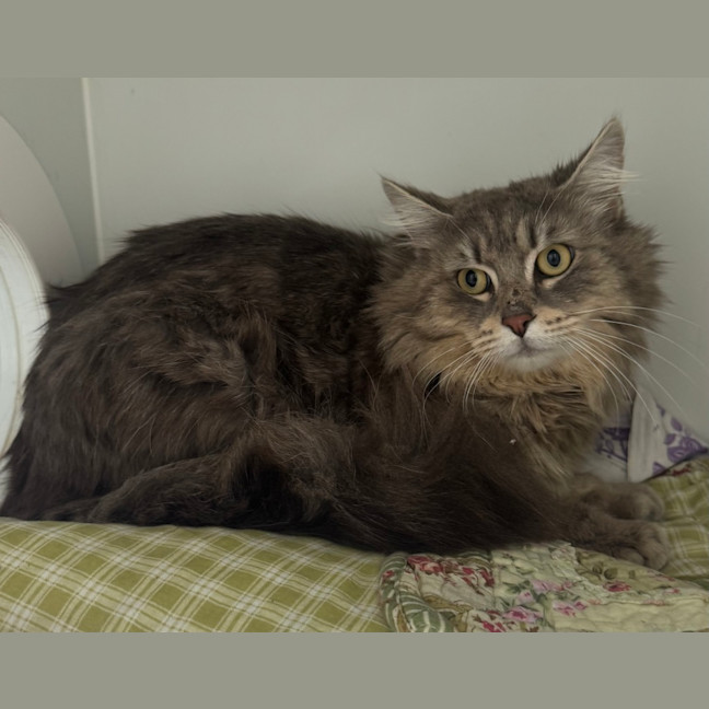 Photo of Fluffernut