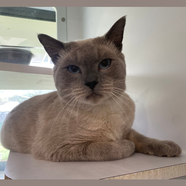 Photo of Simba