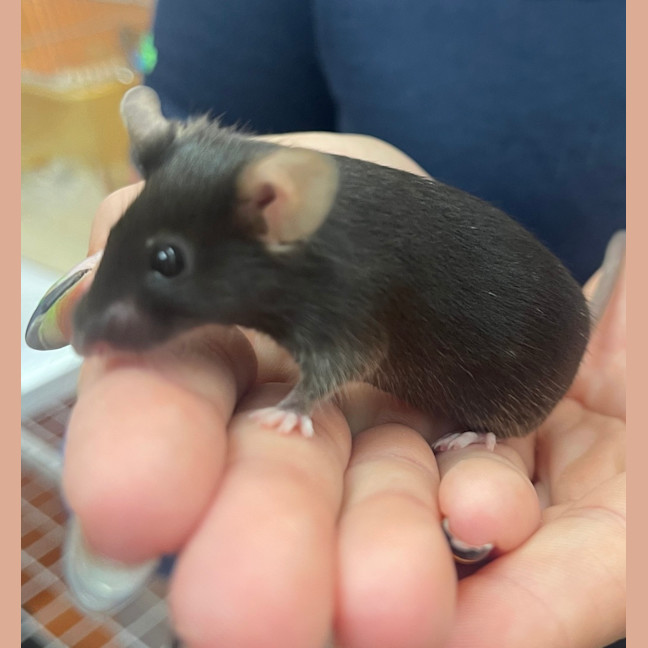 Photo of Miss Mousie