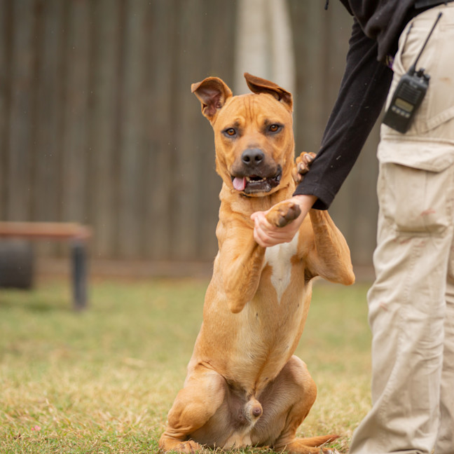 Photo of Scrappy Doo