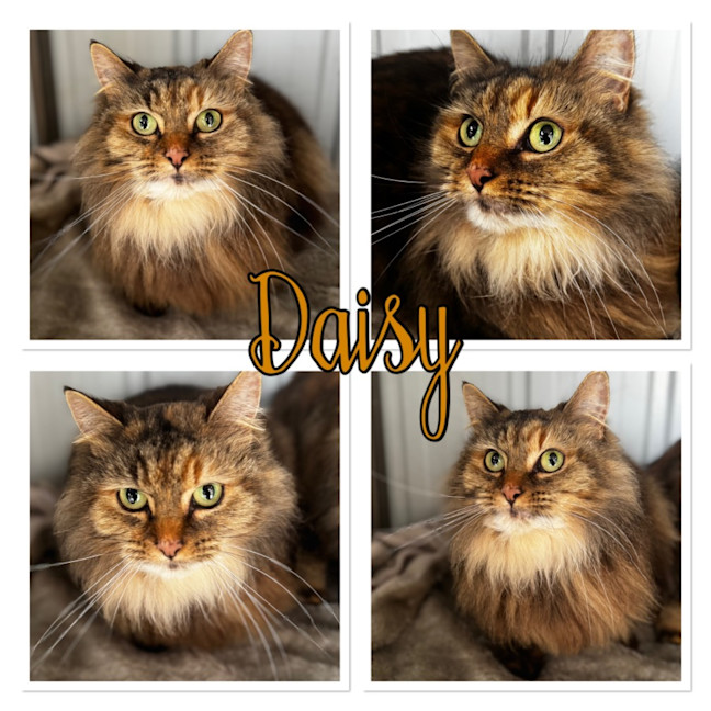 Photo of Tot And Daisy