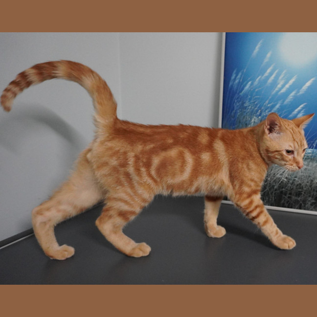 Photo of Archie