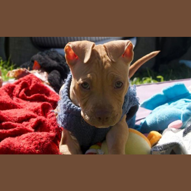 Photo of Nala