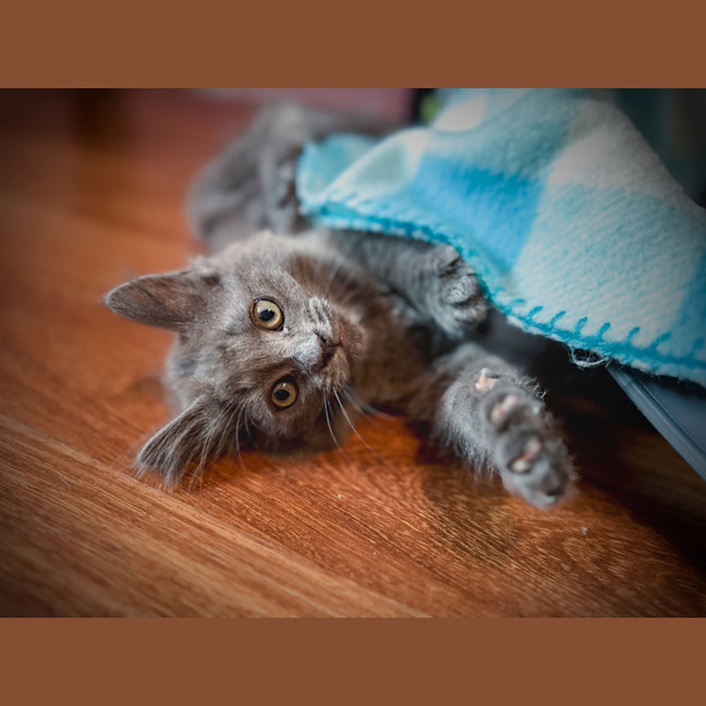 Photo of Jennifur