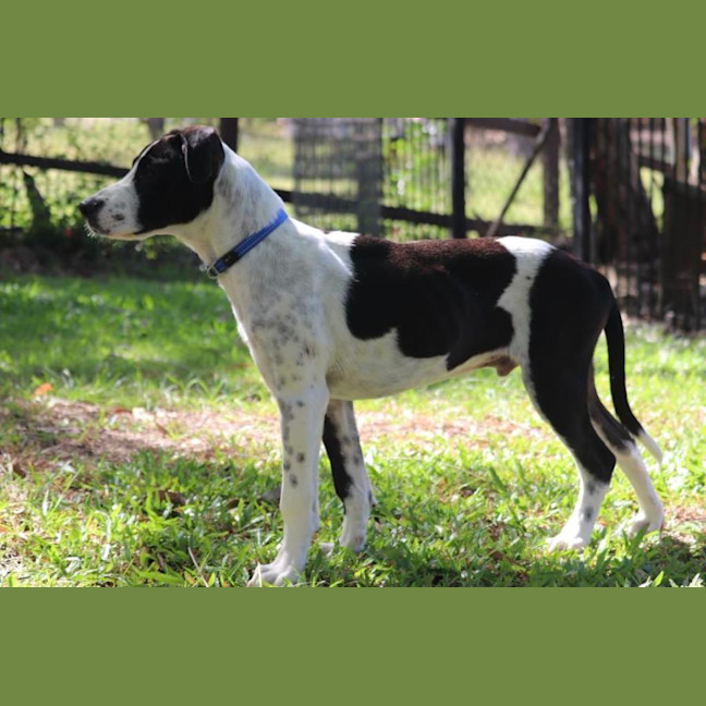 Photo of Pirate