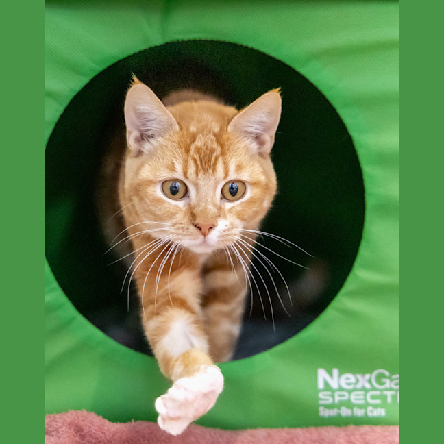 Photo of Carrot Cake