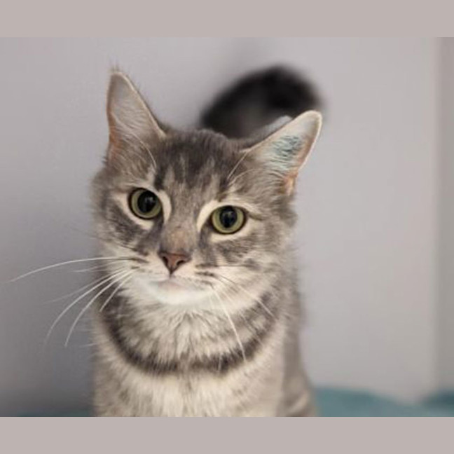 Photo of Misty