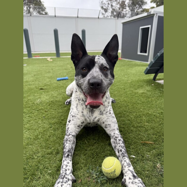 Photo of Buddy