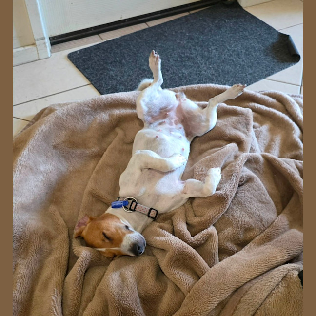 Photo of Rue   18 Month Old Jack Russell X