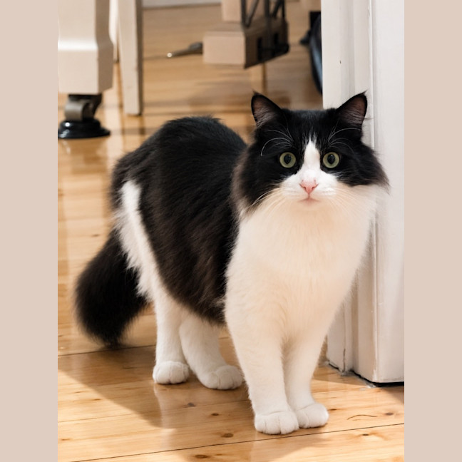 Photo of Monte Carlo / Paw Paw