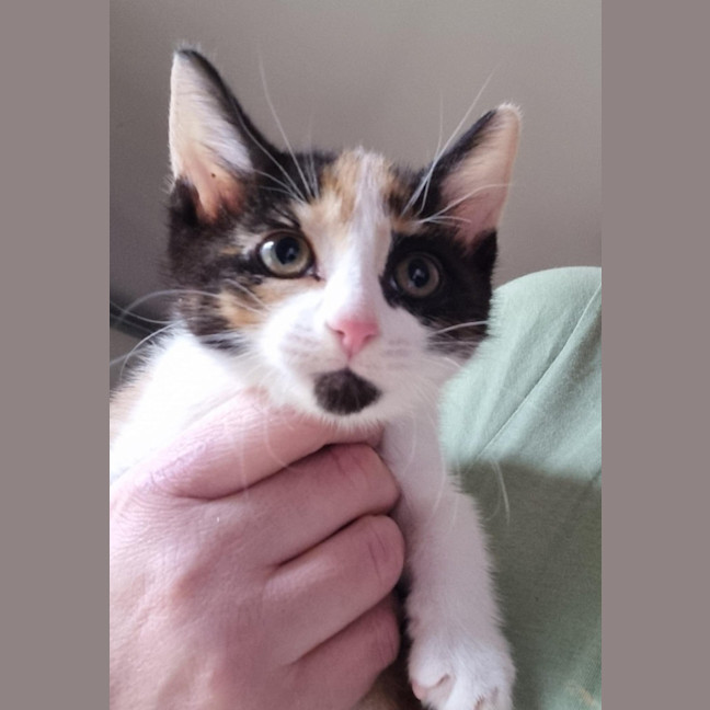 Photo of Sienna