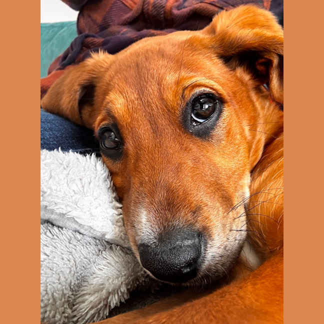 Photo of Abbie   4 Month Old Bull Arab X