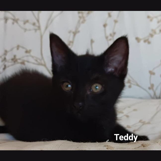 Photo of Teddy