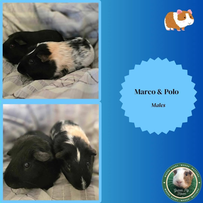 Photo of Marco & Polo