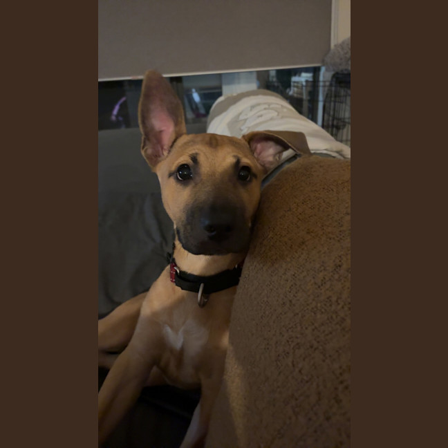 Photo of Rex