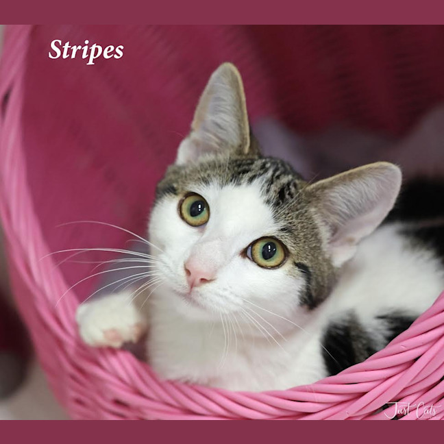Photo of Stripes   Burnie