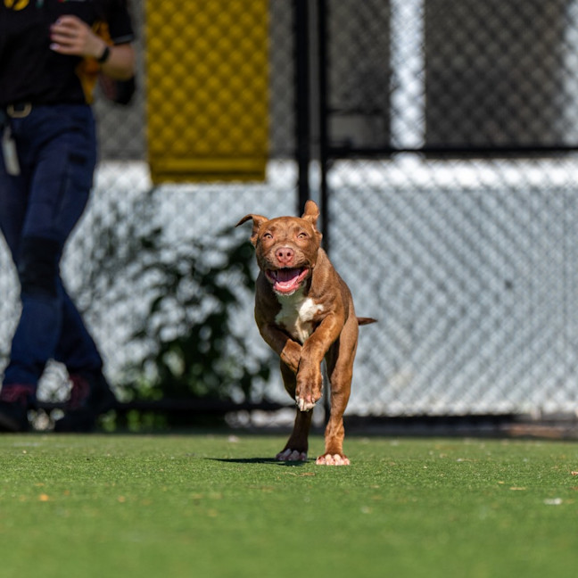 Photo of Henry Imp 02