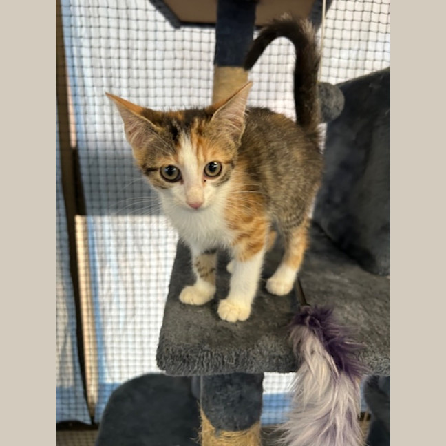 Photo of Biscuit