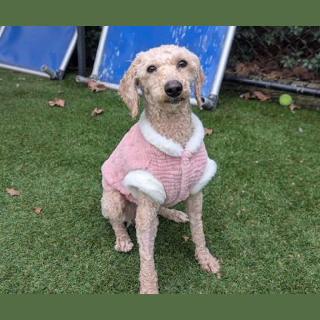 Photo of Honey
