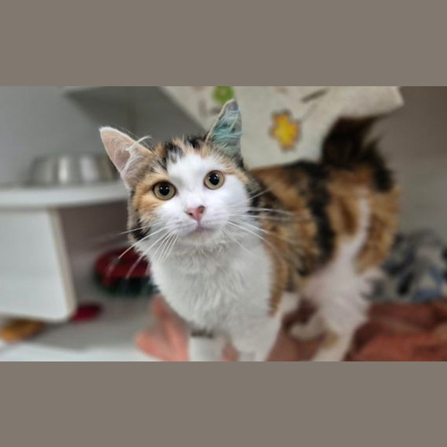 Photo of Miffy