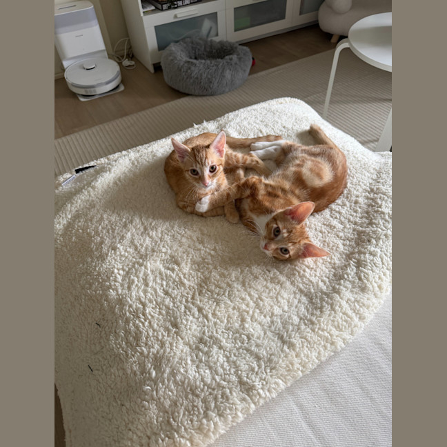 Photo of Coral & Peaches