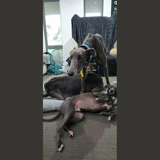 Photo of George, The Greyhound
