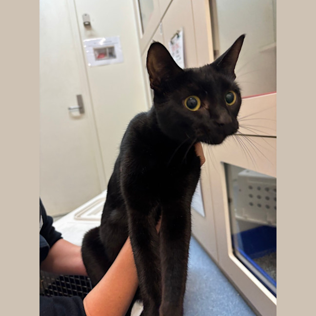 Photo of Shadow