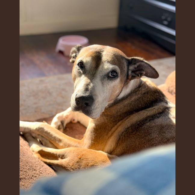 Photo of Missy   6 Year Old Staffy X