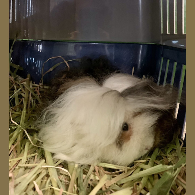 Photo of Juno