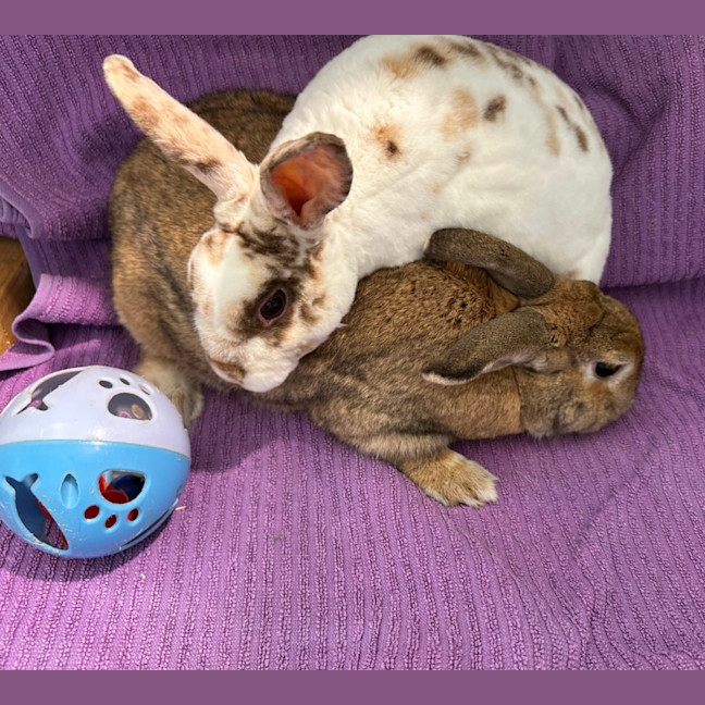 Photo of Cinnabun & Fawn